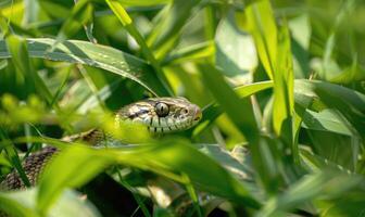 Snake partially visible in thick grass photo