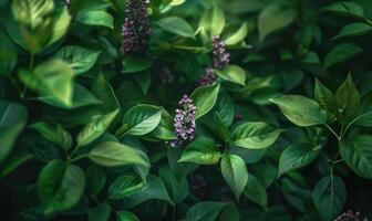 Lilac blooms peeking out from lush green foliage photo