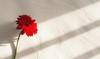 A solitary gerbera daisy on a soft white canvas, casting a radiant shadow photo