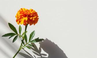 A vibrant marigold against a backdrop of white, casting a striking shadow photo