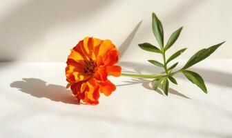 A vibrant marigold against a backdrop of white, casting a striking shadow photo