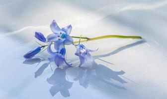 A serene bluebell on a pristine white surface, casting a subtle shadow photo