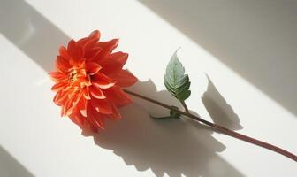 A single dahlia bloom on a pristine white surface, casting a captivating shadow photo