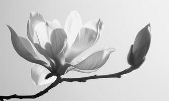 A majestic magnolia bloom against a backdrop of white, casting a bold shadow photo
