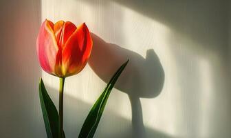 A red tulip against a backdrop of white, casting a bold shadow photo