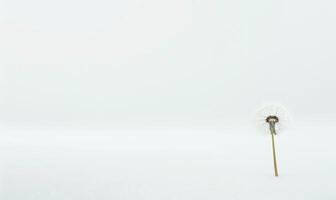 A white dandelion gently resting on a white background, purity photo
