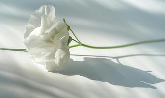 A white sweet pea flower on a pristine white surface, casting a subtle shadow photo
