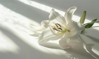 A graceful lily on a pristine white surface, casting an elegant shadow photo
