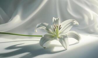A graceful lily on a pristine white surface, casting an elegant shadow photo