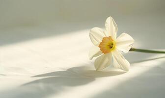 A solitary daffodil on a pristine white surface, casting a radiant shadow photo