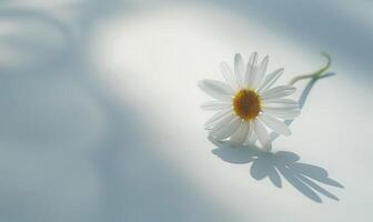A delicate white daisy blossom on a pristine white surface photo