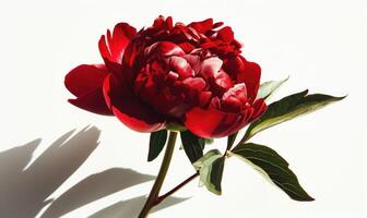 A red peony against a backdrop of white, casting a bold shadow photo