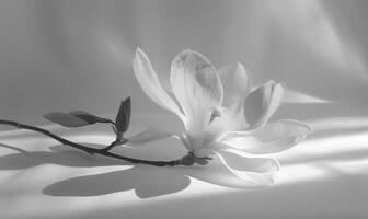 A majestic magnolia bloom against a backdrop of white, casting a bold shadow photo