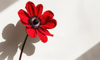 A striking anemone flower against a backdrop of white, casting an intricate shadow photo