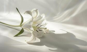 A graceful lily on a pristine white surface, casting an elegant shadow photo