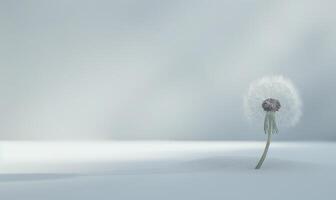 A white dandelion gracefully poised on a soft white surface photo