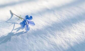 A serene bluebell on a pristine white surface, casting a subtle shadow photo