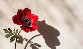 A striking anemone flower against a backdrop of white, casting an intricate shadow photo