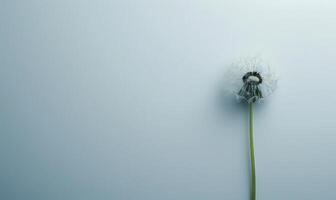 A white dandelion delicately placed on a white background photo