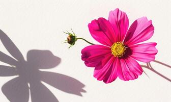 A vibrant cosmos flower against a backdrop of white, casting a striking shadow photo