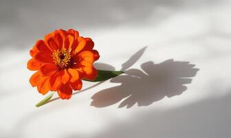 A beautiful zinnia bloom on a pristine white surface, casting an intricate shadow photo