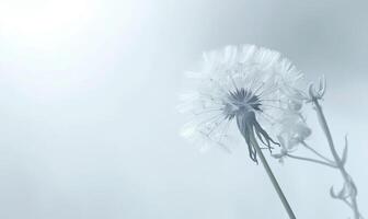 A pristine white dandelion against a soft white backdrop photo