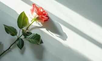 A single rose bloom on a clean white backdrop, casting a romantic shadow photo