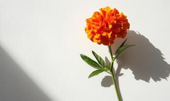 A vibrant marigold against a backdrop of white, casting a striking shadow photo