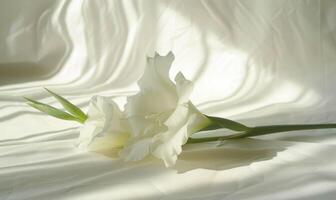 A graceful gladiolus on a soft white canvas, casting an elegant shadow photo