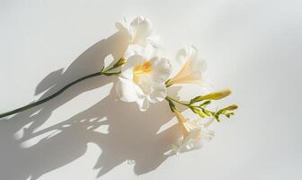 A delicate freesia bloom on a clean white backdrop, casting a soft shadow photo