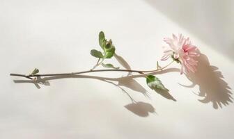 A pink aster flower on a clean white backdrop, casting a subtle shadow photo