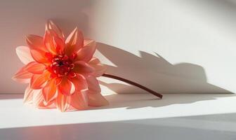 A single dahlia bloom on a pristine white surface, casting a captivating shadow photo