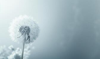 A pristine white dandelion against a soft white backdrop photo