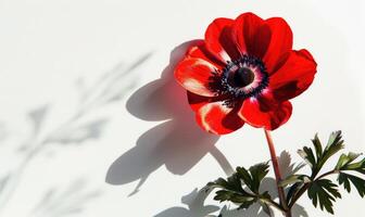A striking anemone flower against a backdrop of white, casting an intricate shadow photo