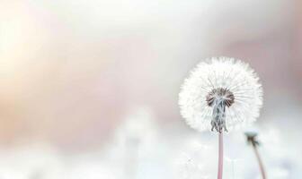 A pristine white dandelion against a soft white backdrop photo