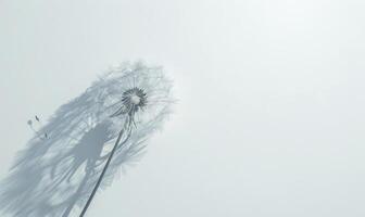 A pristine white dandelion casting a subtle shadow on a clean white backdrop photo