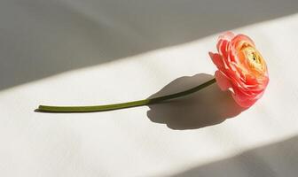 A single ranunculus on a soft white canvas, casting a captivating shadow photo