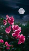 Vibrant pink bougainvillea flowers illuminated against a dark night sky with a full moon, creating a serene, mystical scene. photo