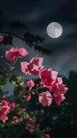 Vibrant pink bougainvillea flowers illuminated against a dark night sky with a full moon, creating a serene, mystical scene. photo