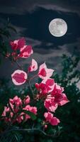 Vibrant pink bougainvillea flowers illuminated against a dark night sky with a full moon, creating a serene, mystical scene. photo