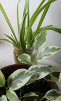 Leaves Of Spider Plant And Ficus Plant In A Pot On Home Windowsill photo