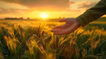 Man's hand traverses the lush, vibrant field of green grass, each blade swaying gently in the breeze beneath his touch photo