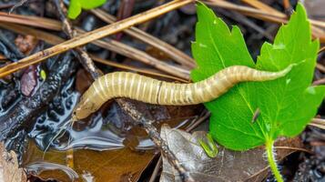 A worm crawling on a leaf in the water, AI photo