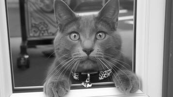 A cat looking out of a window with its paws on the glass, AI photo