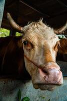 Close up of head of brown and white striped dairy cow in breeding pen. Dairy cows can produce large amounts of milk. Apart from milk, cow dung is also used as compost which is good for plants. photo