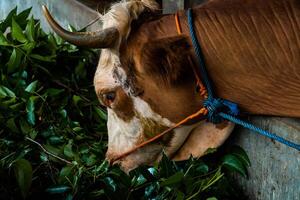 Close up of head of brown and white striped dairy cow in breeding pen. Dairy cows can produce large amounts of milk. Apart from milk, cow dung is also used as compost which is good for plants. photo
