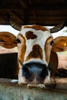 Close up of head of brown and white striped dairy cow in breeding pen. Dairy cows can produce large amounts of milk. Apart from milk, cow dung is also used as compost which is good for plants. photo