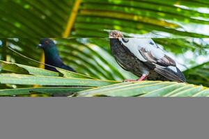 Close up of an adult white dove perched on a tree branch in the park on a hot day. Bokeh photo of a wild pigeon perched on green leaves in a park with blurry trees in the background