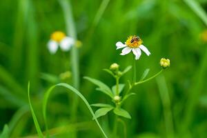 biden alba has bees on it. It is a grass flower that grows on the side of the road sensitive to the wind Compared to love that is full of freedom. soft and selective focus. photo