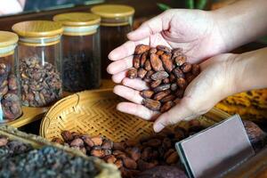 Dried cocoa beans in the palm of a tourist's hand. The shop sells products and drinks from the cocoa fruit and puts them on display for customers to see the production process and raw materials. photo